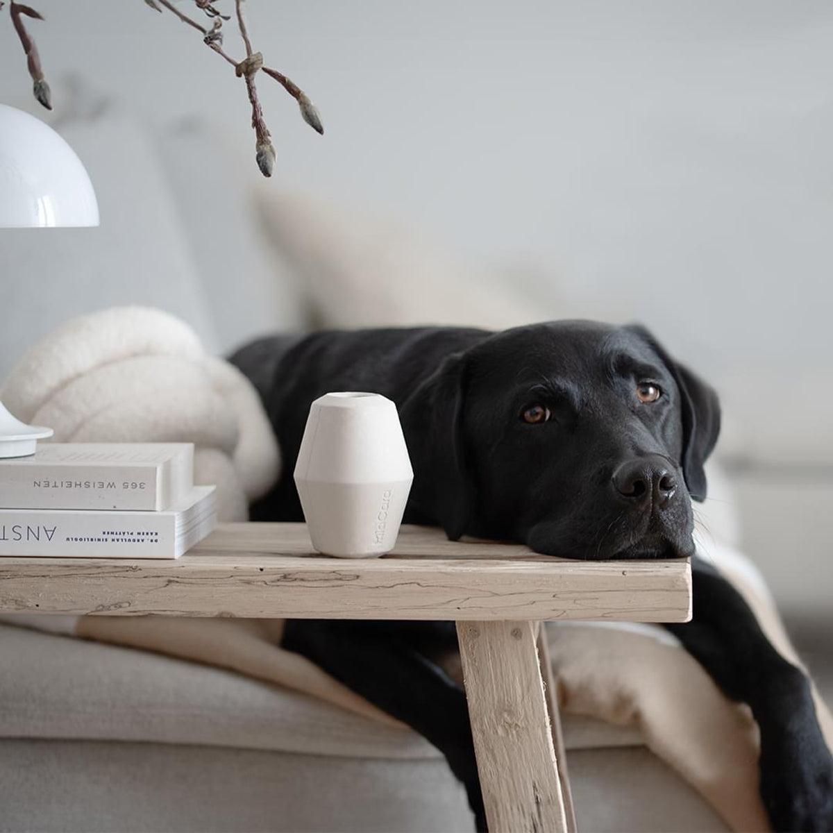 Jeu de stimulation pour chien - DADO et CONO - Kasibe