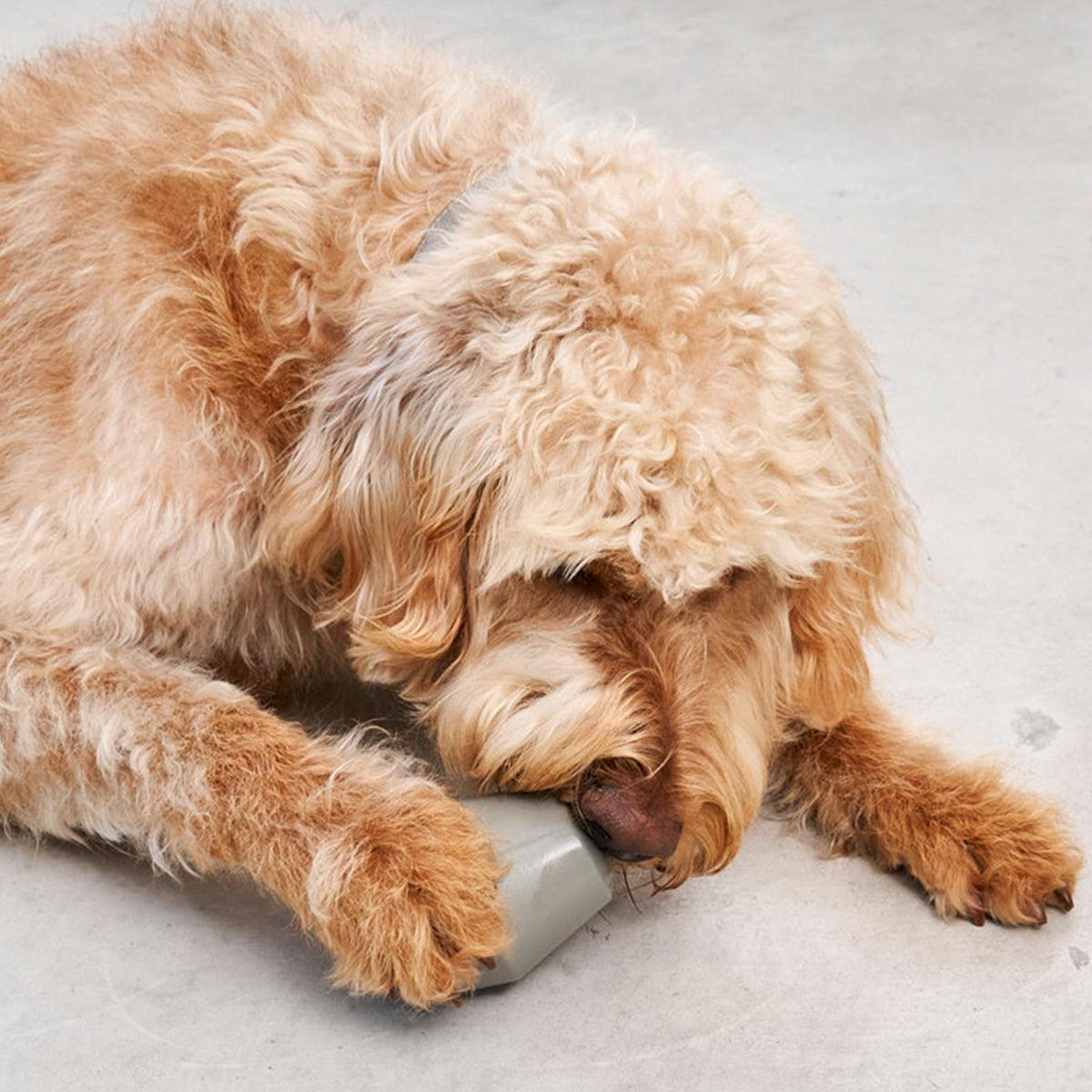 Jeu de stimulation pour chien - DADO et CONO - Kasibe