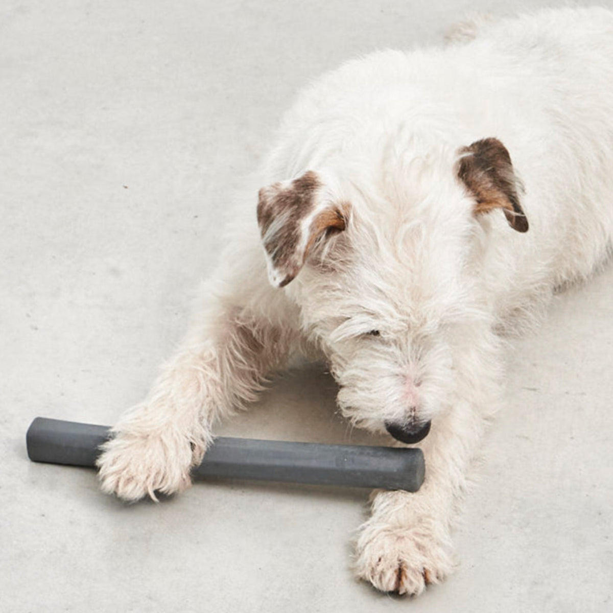 jouet chien baton - kasibe