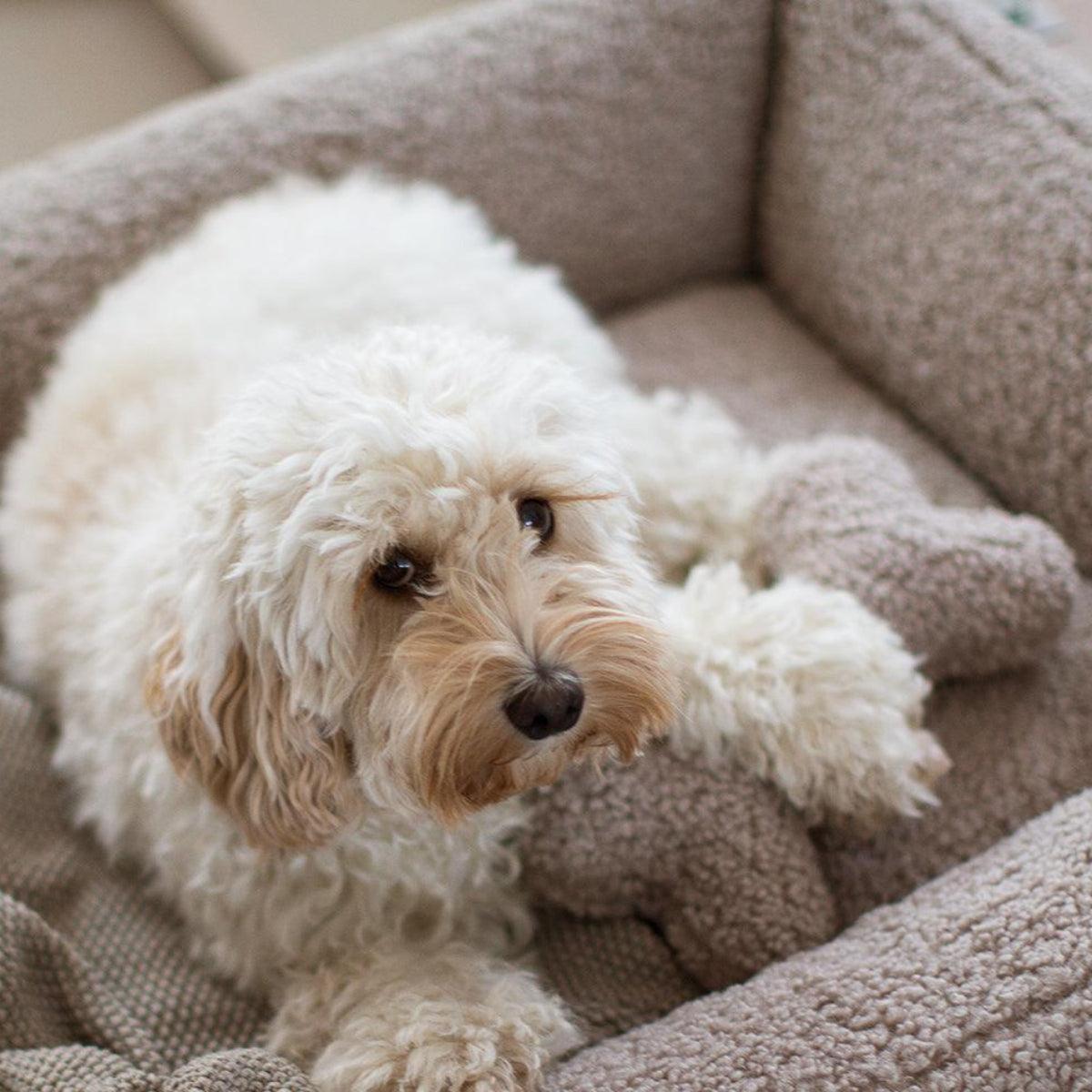 Jouet pour chien en forme d'os (lot de 2) - Kasibe