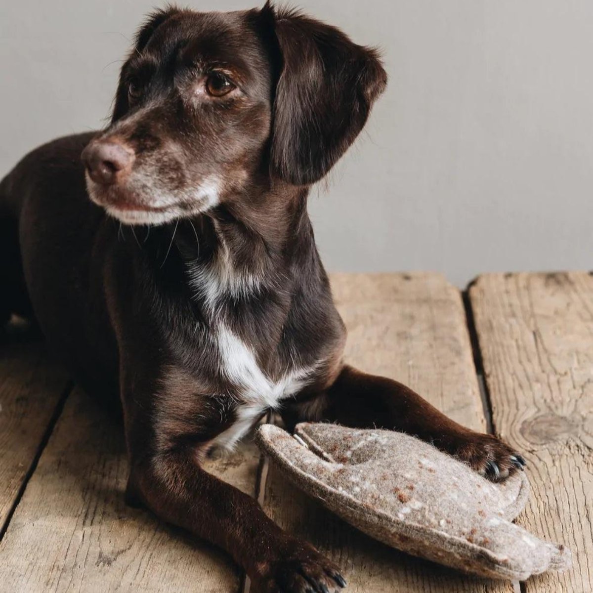 Jouet pour chien en mélange de laine - LANE - Kasibe