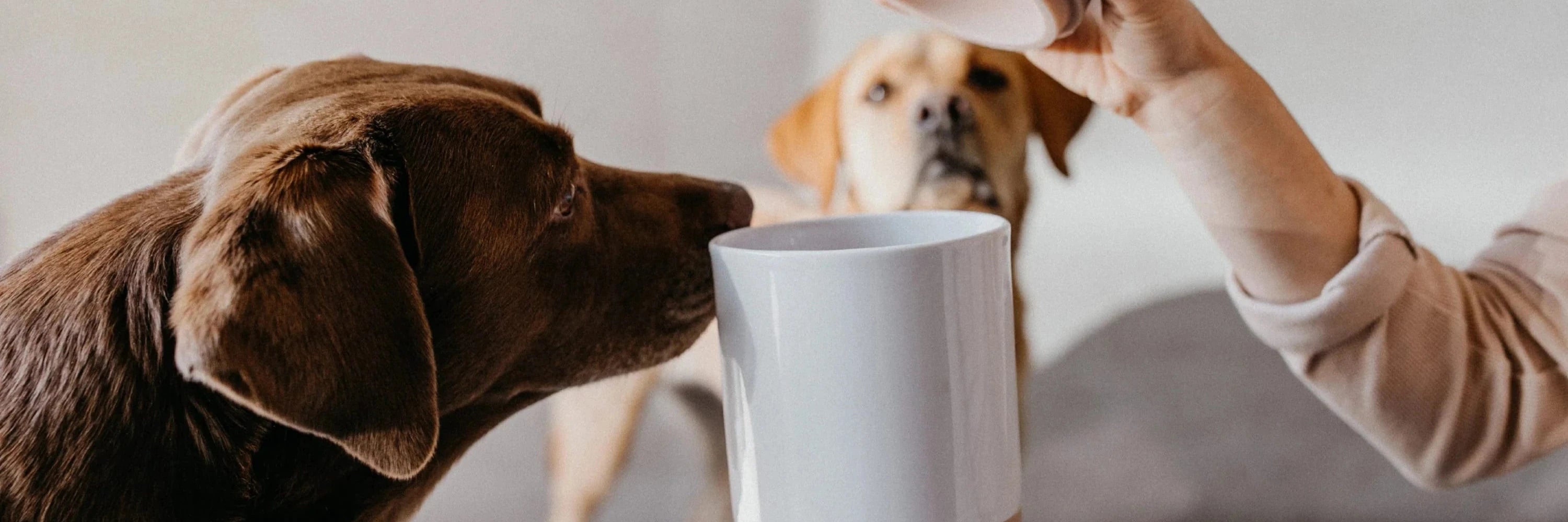 kasibe boite à friandises pour chiens