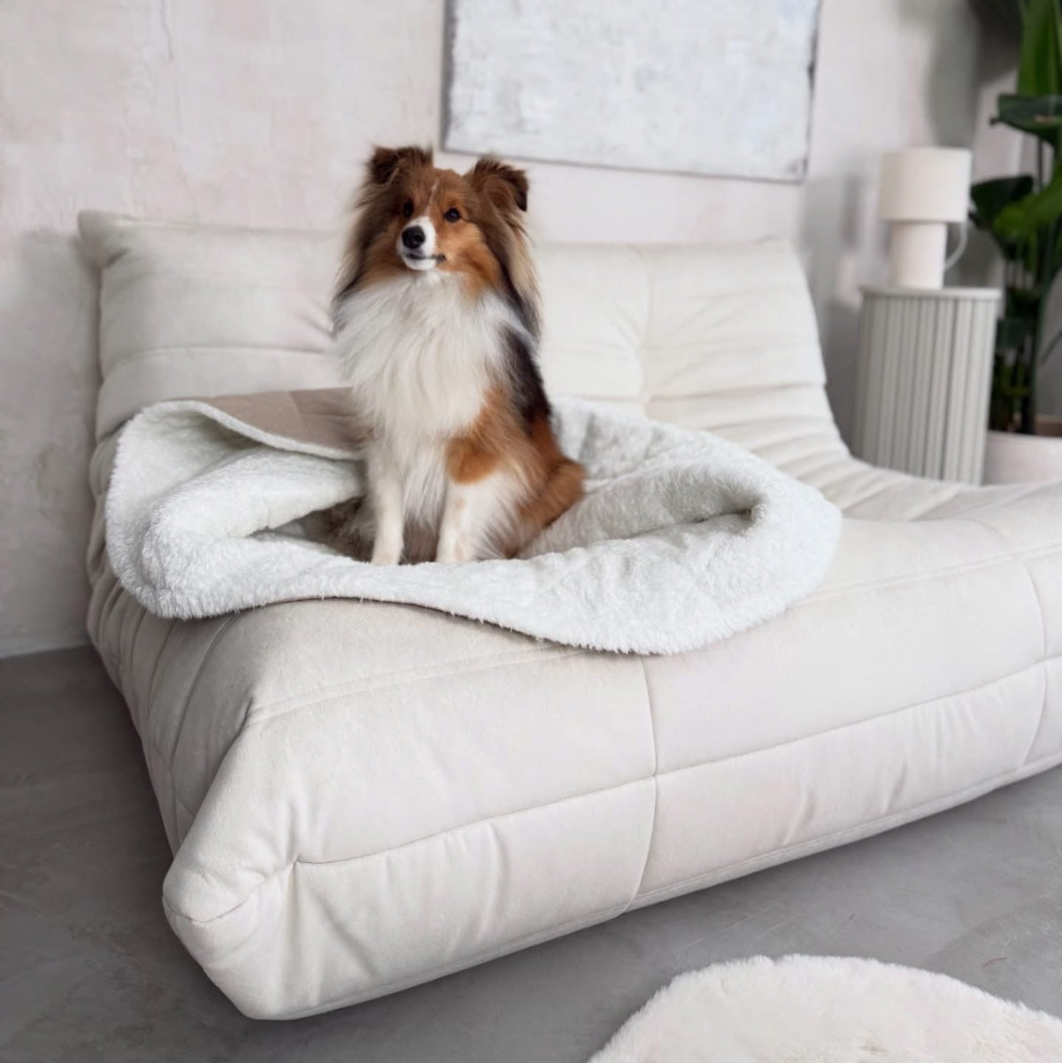 couverture pour chien beige - kasibe