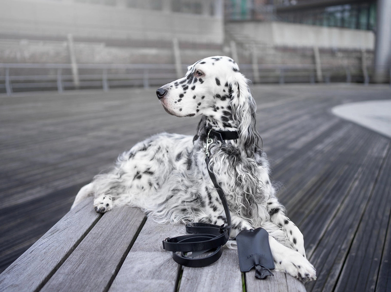 laisse pour chien design - kasibe