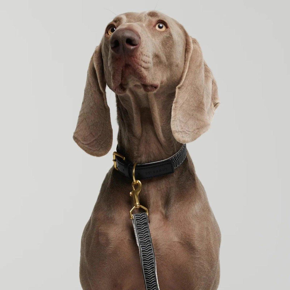 Hey Scout, une gamme de laisses pour chien main libre - kasibe