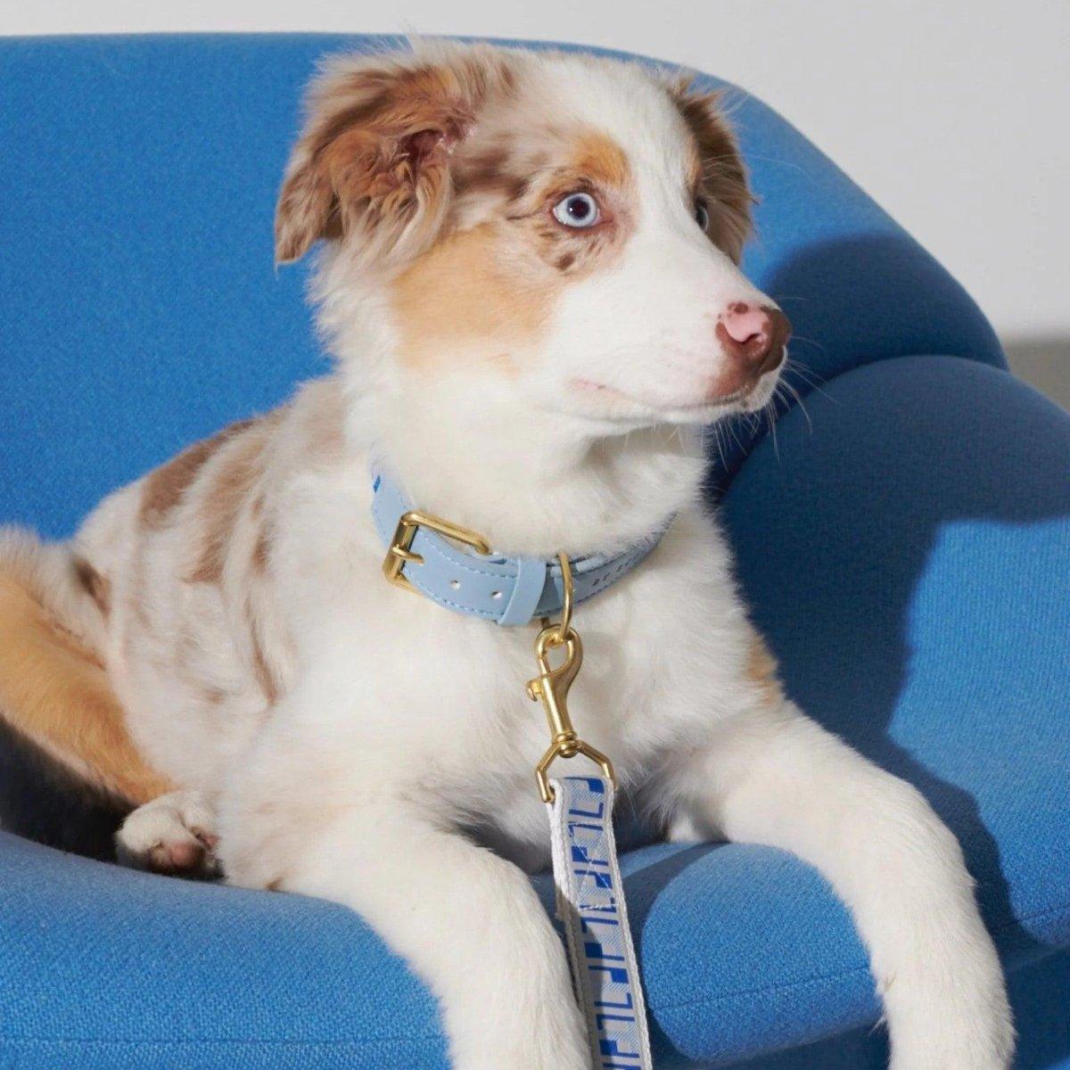 Hey Scout, une gamme de laisses pour chien main libre - kasibe