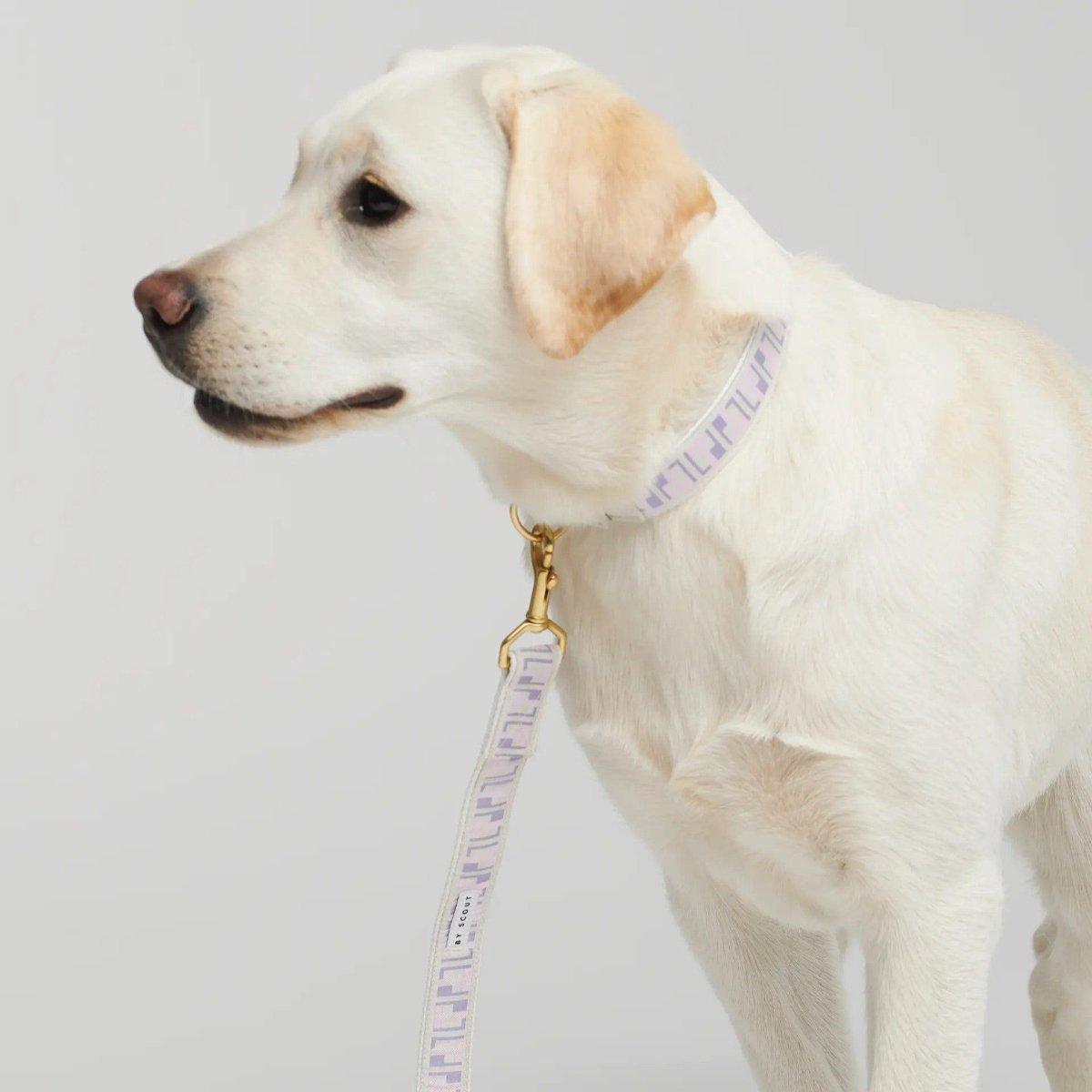 Hey Scout, une gamme de laisses pour chien main libre - kasibe