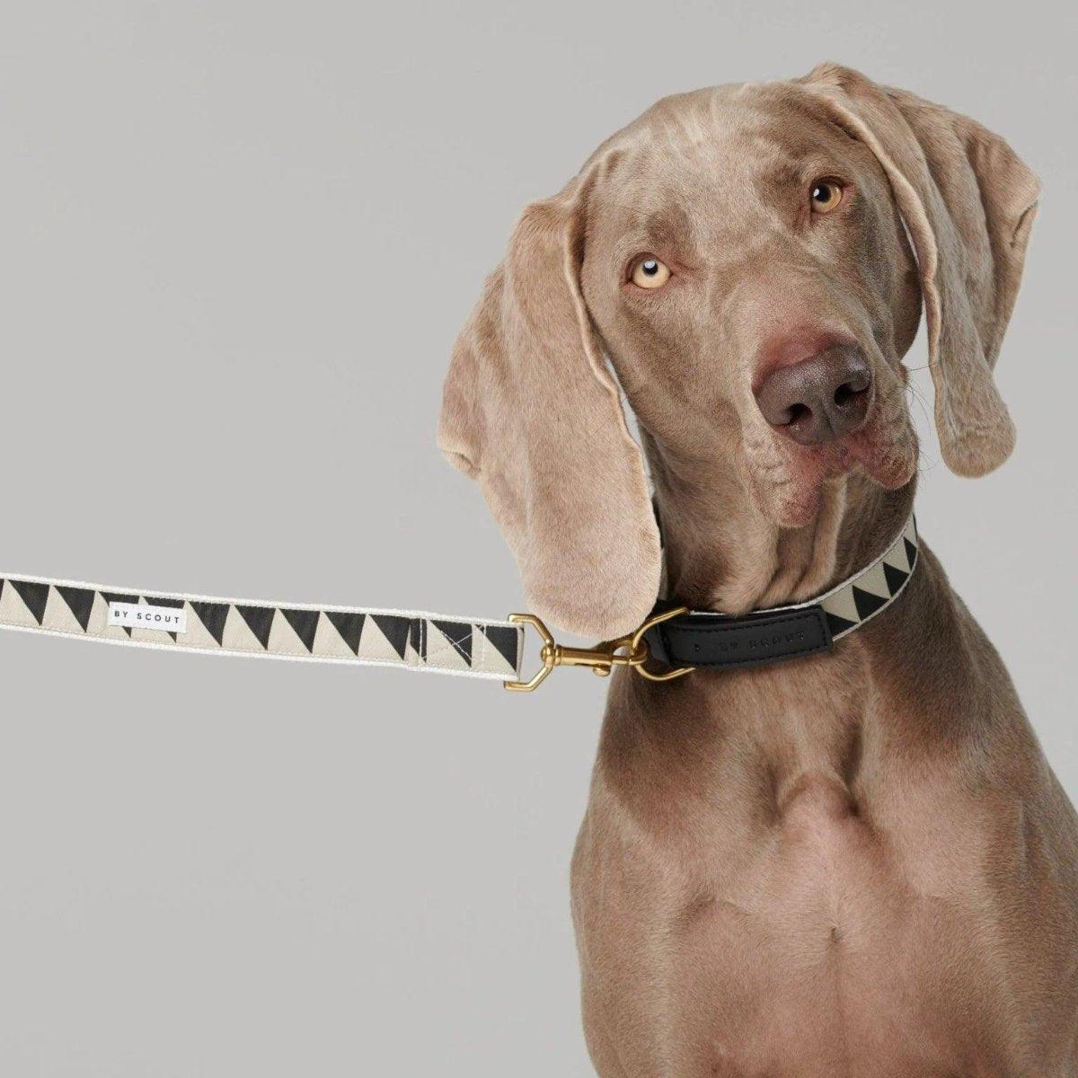 Hey Scout, une gamme de laisses pour chien main libre - kasibe
