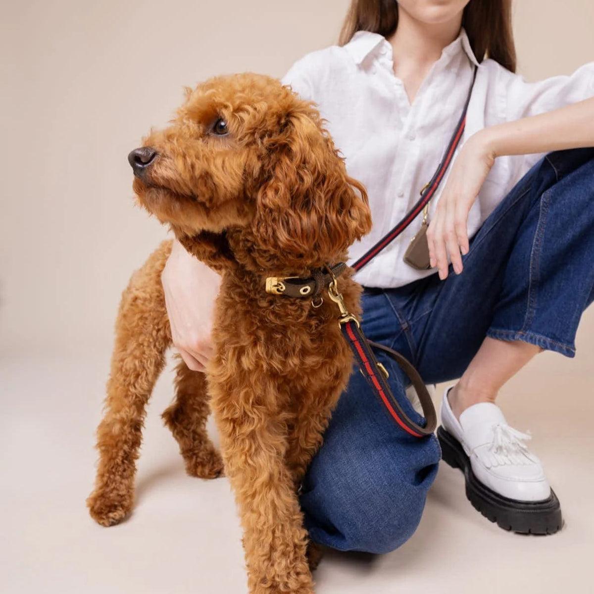 Laisse de luxe pour chien - CHARLES & FLORENCE - Kasibe