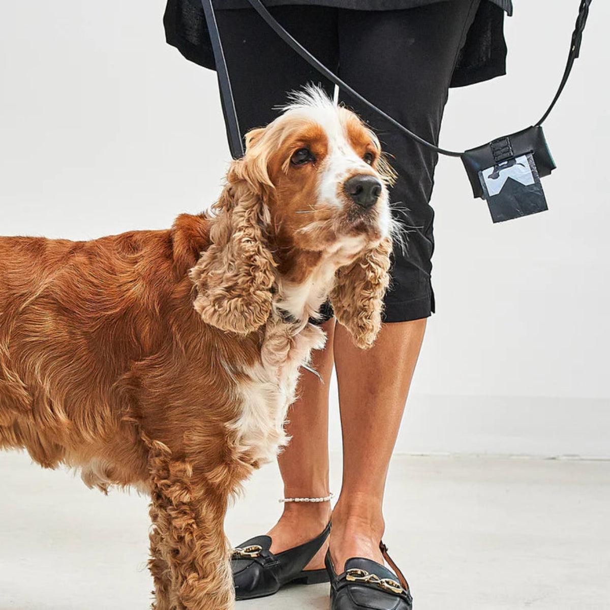 Laisse élégante pour chien - RIMINI - Kasibe