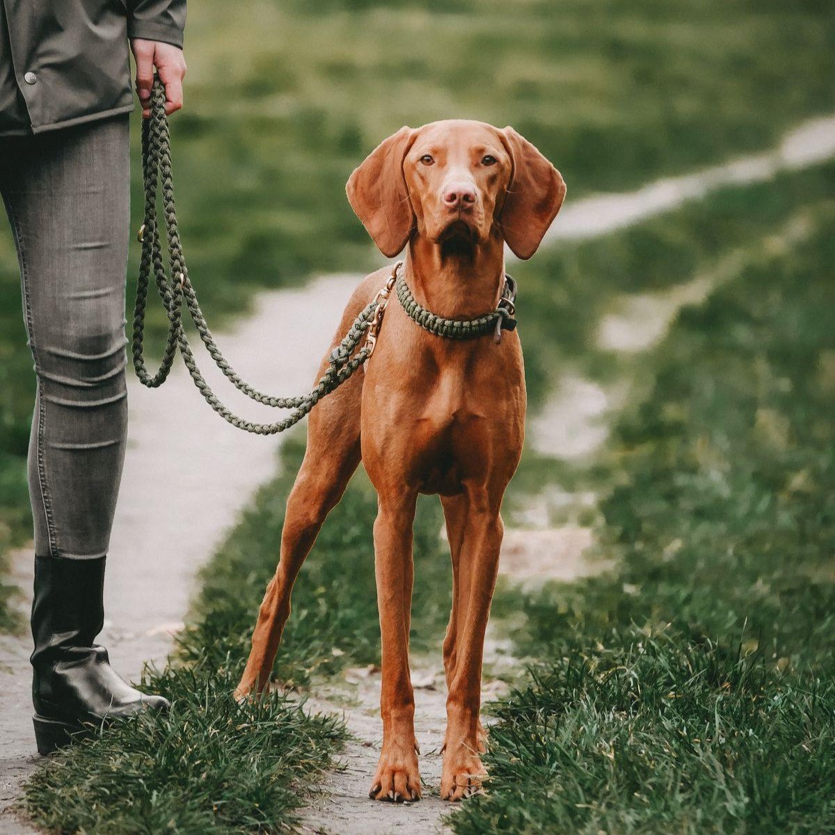 Laisse en corde pour chien - MARITIME - Kasibe