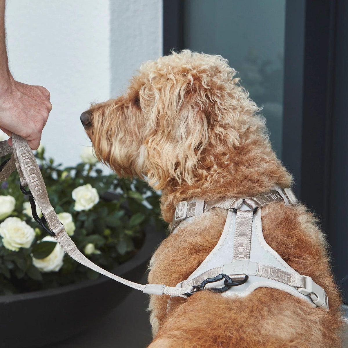 Laisse en nylon pour chien - MODENA - Kasibe