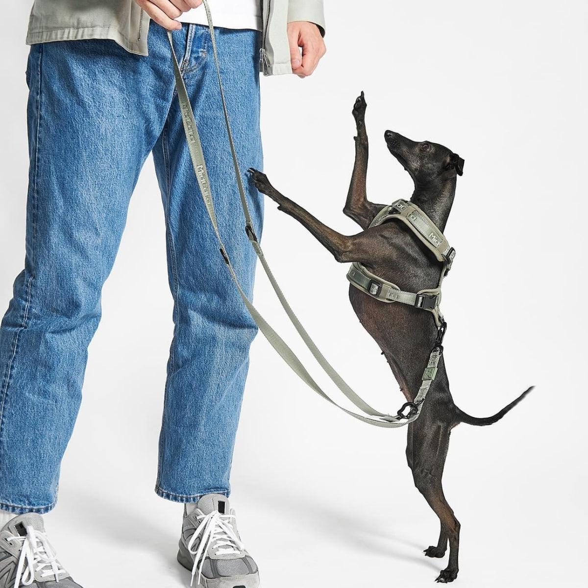Laisse en nylon pour chien - MODENA - Kasibe