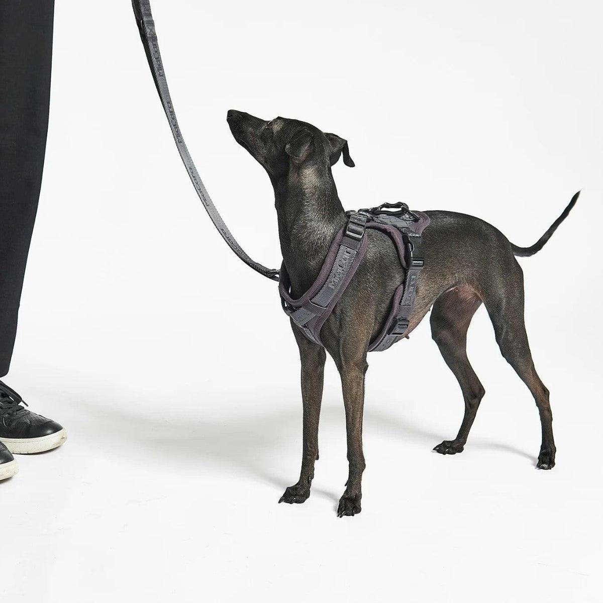 Laisse en nylon pour chien - MODENA - Kasibe