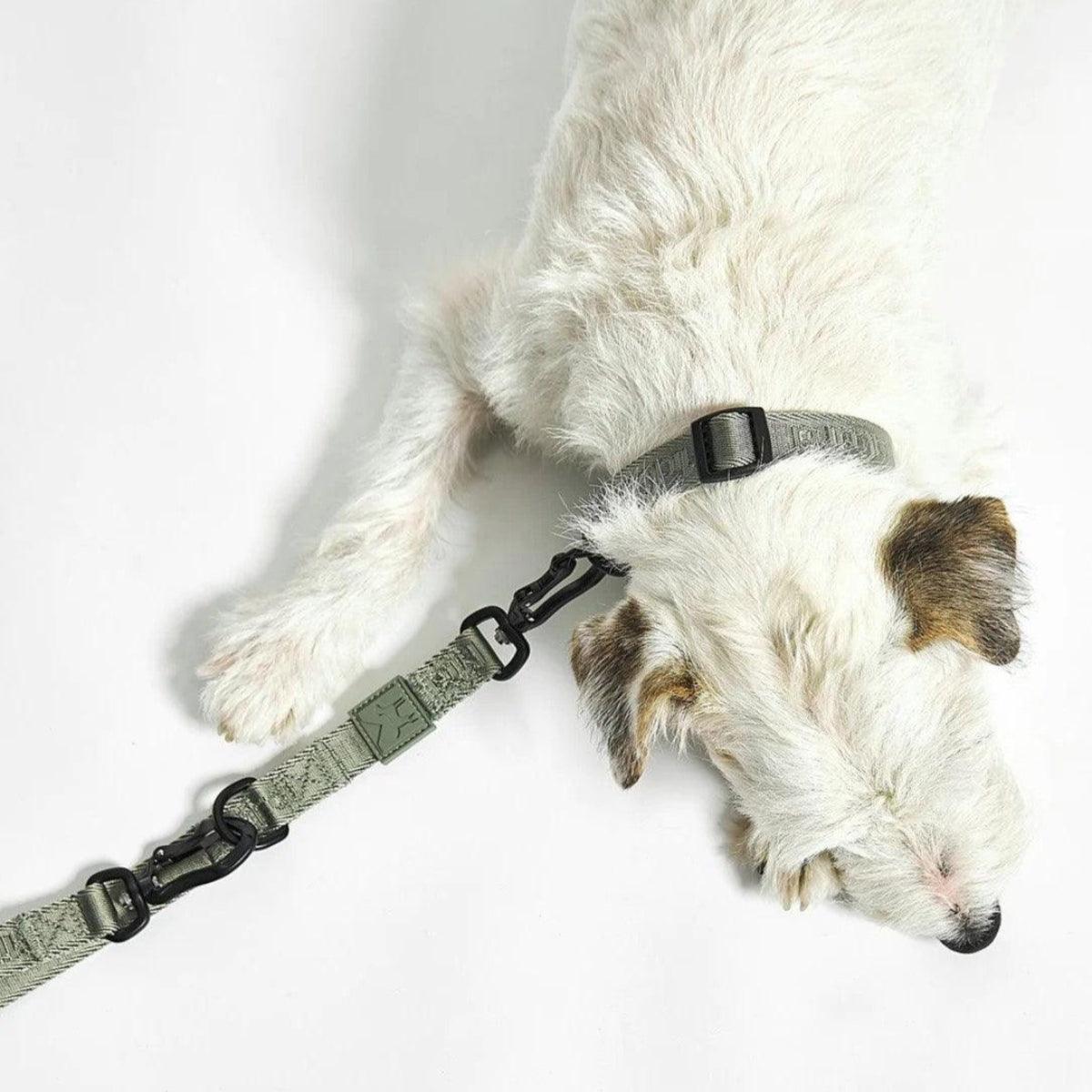 Laisse en nylon pour chien - MODENA - Kasibe