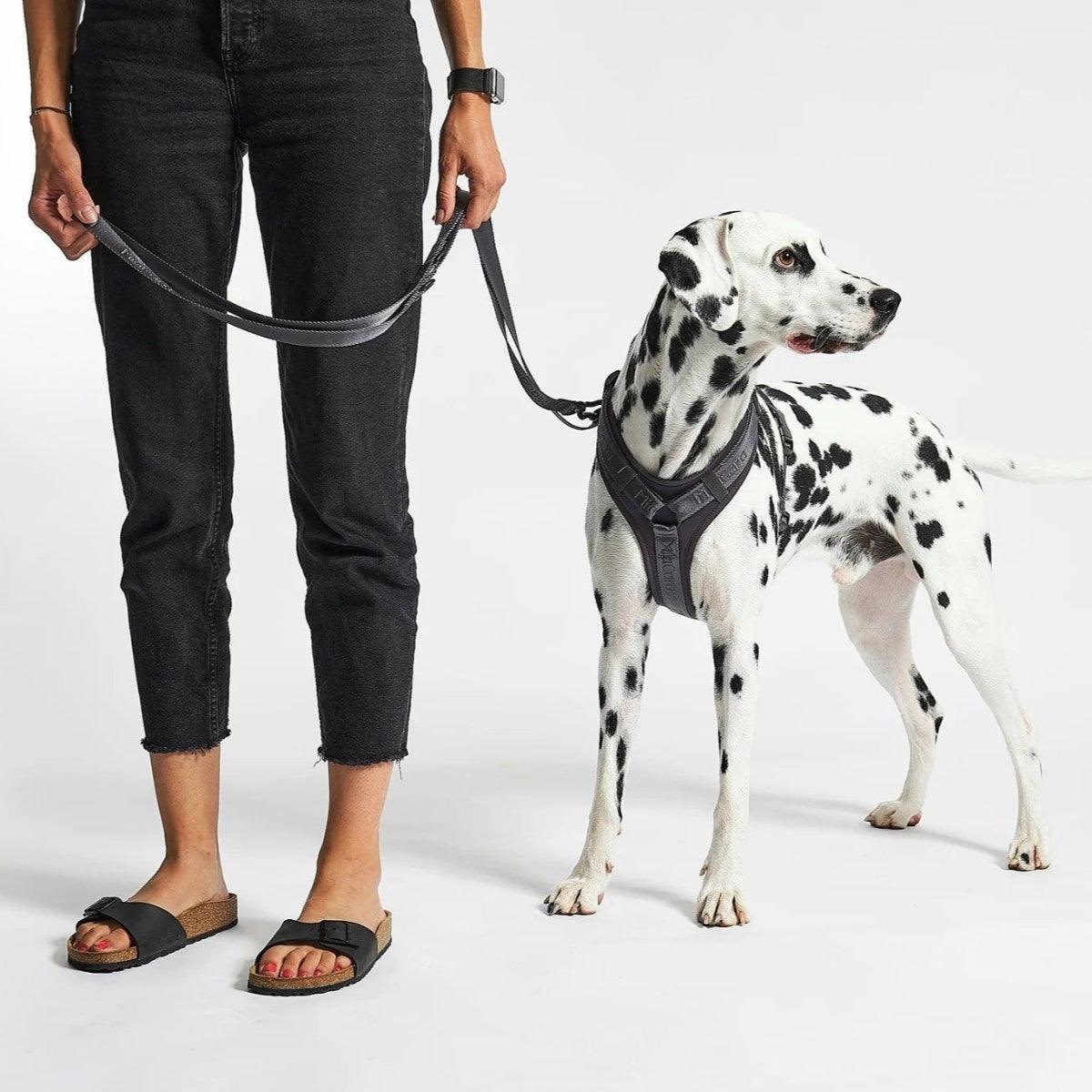 Laisse en nylon pour chien - MODENA - Kasibe