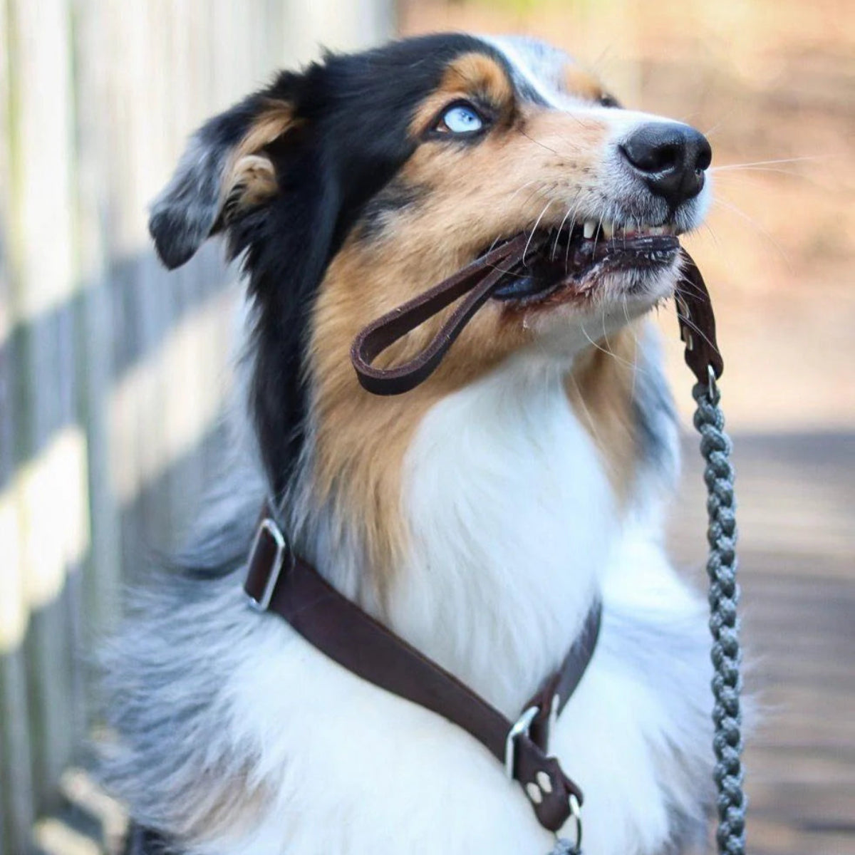 Laisse et collier pour chien deux en un - TOUCH OF LEATHER RETRIEVER - Kasibe