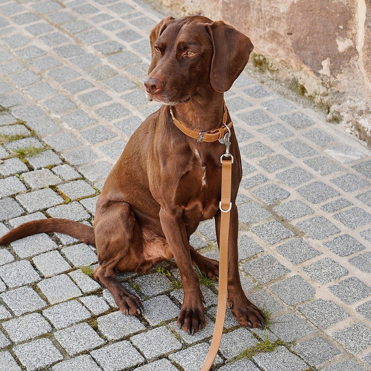 Laisse longue en cuir pour chien camel - kasibe
