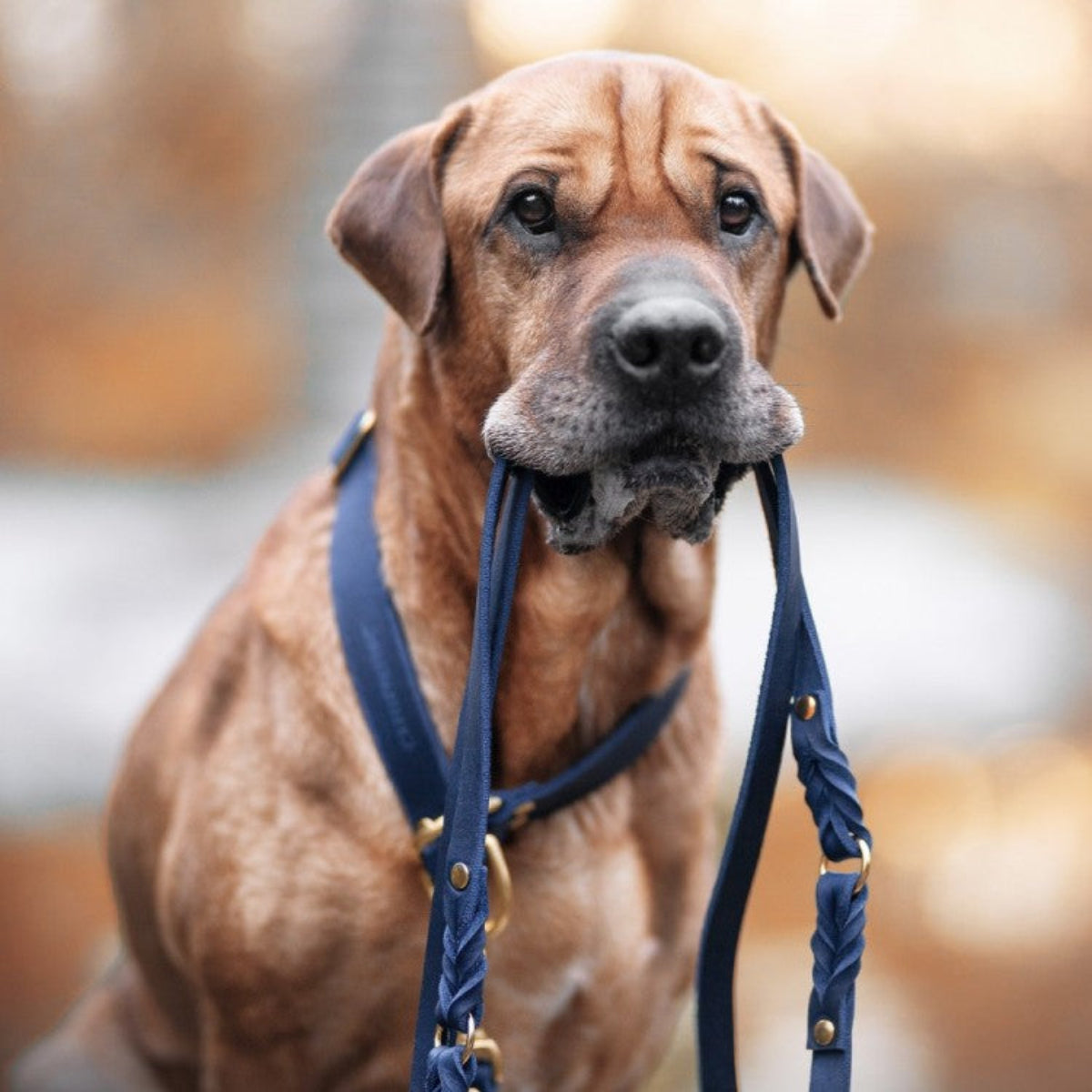 Laisse pour chien ajustable 3 points - BUTTER - Kasibe