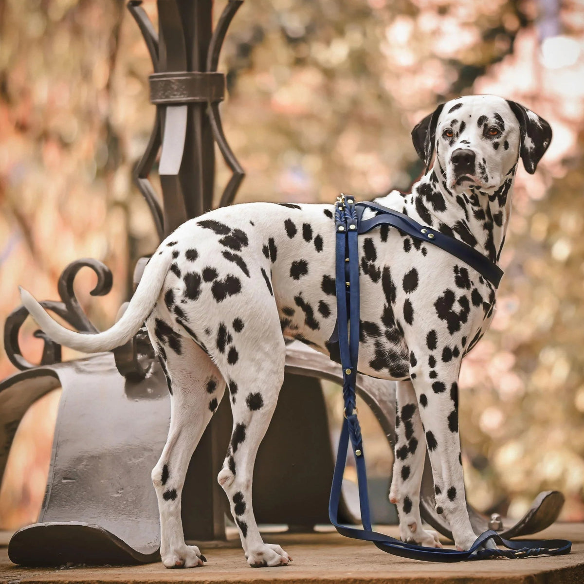 Laisse pour chien ajustable 3 points - BUTTER - Kasibe