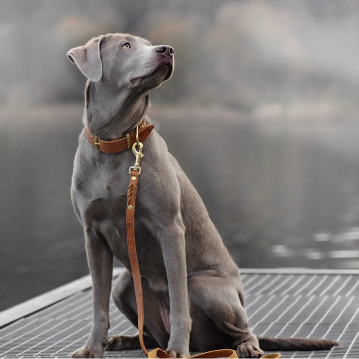 Laisse pour chien ajustable 3 points - BUTTER - Kasibe