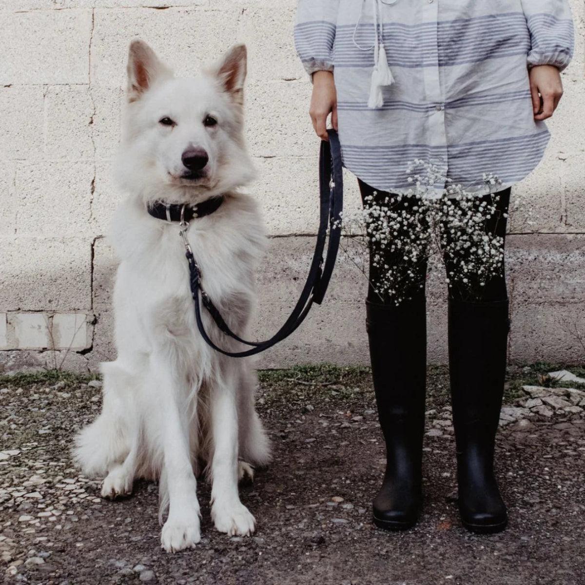 Laisse pour chien ajustable 3 points - BUTTER - Kasibe