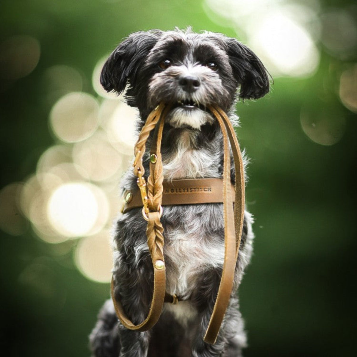 Laisse pour chien ajustable 3 points - BUTTER - Kasibe