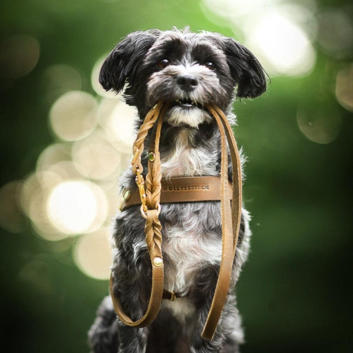 Laisse pour chien ajustable 3 points - BUTTER - Kasibe