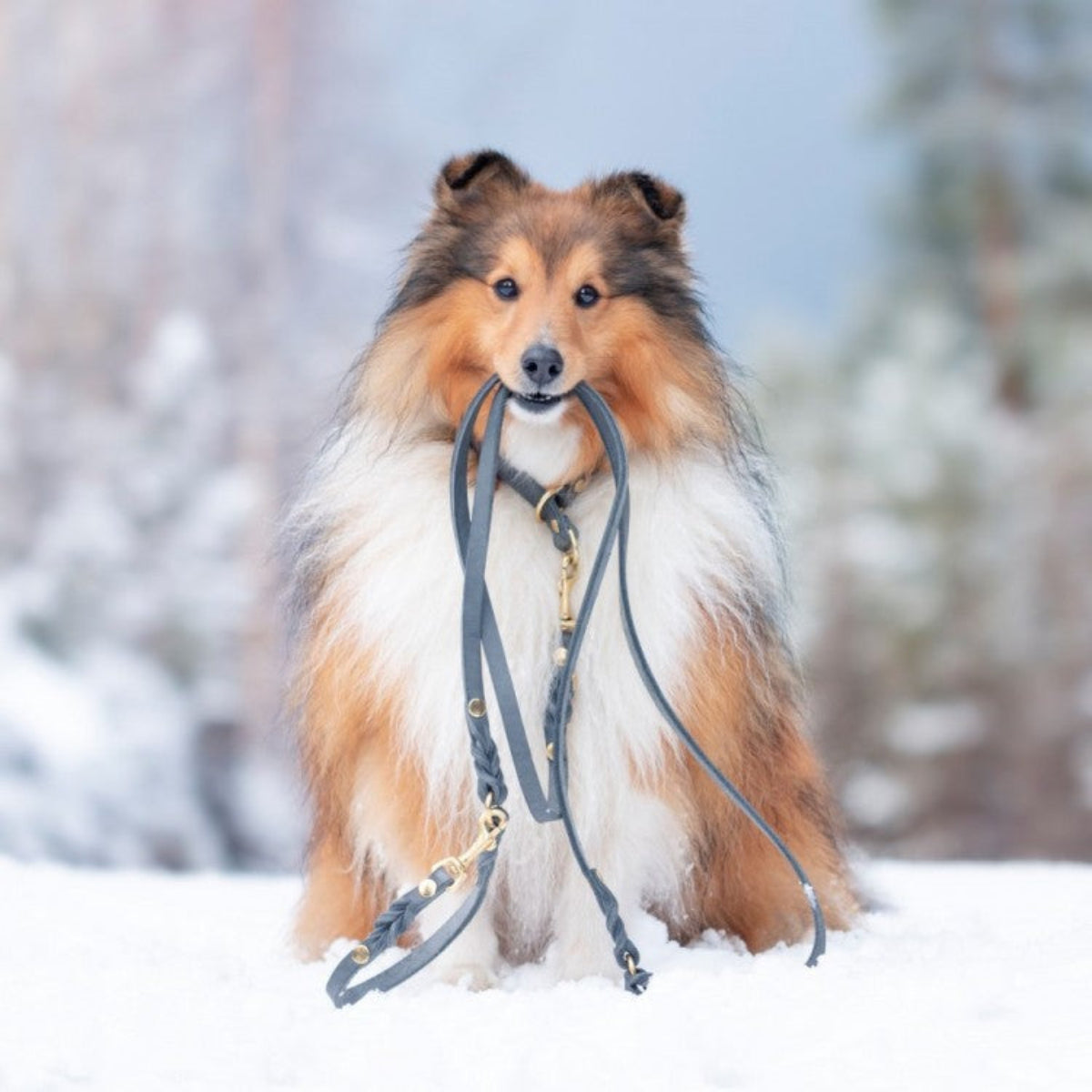 Laisse pour chien ajustable 3 points - BUTTER - Kasibe