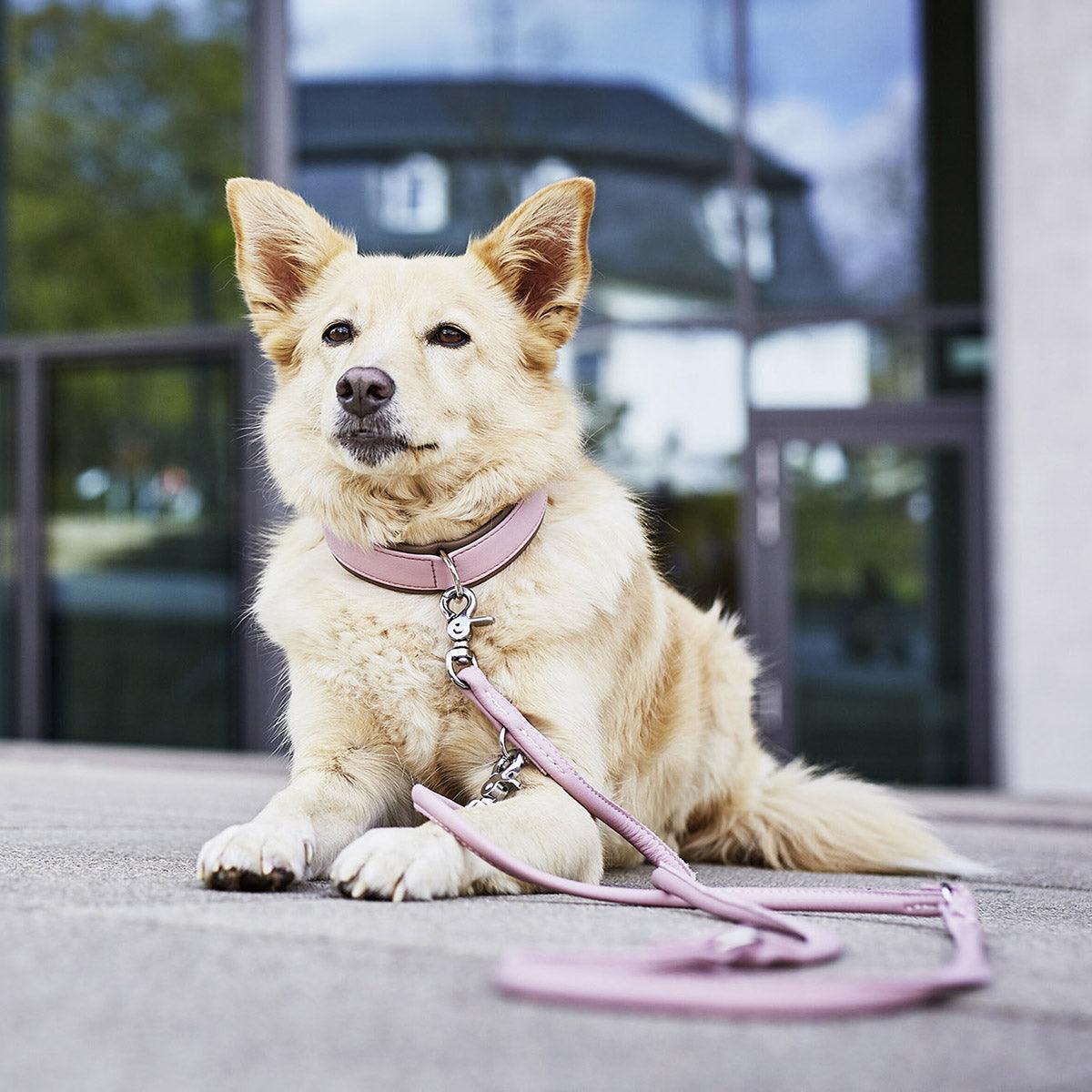 Laisse pour chien élégante - AMICI - Kasibe