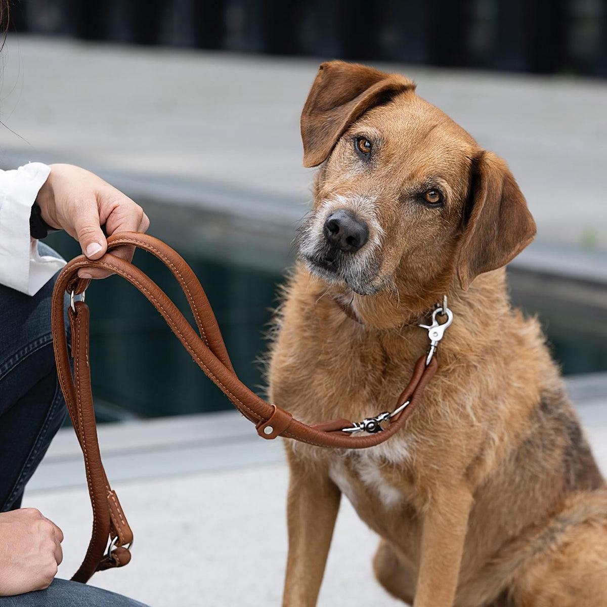 Laisse pour chien élégante - AMICI - Kasibe