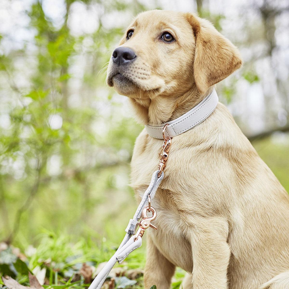 Laisse pour chien élégante - AMICI - Kasibe