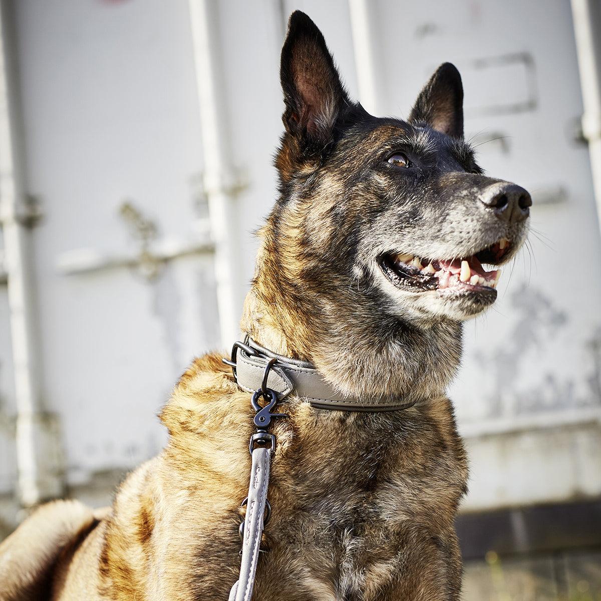 Laisse pour chien élégante - AMICI - Kasibe