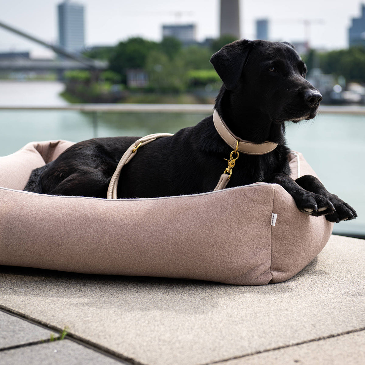 Laisse pour chien élégante - AMICI - Kasibe