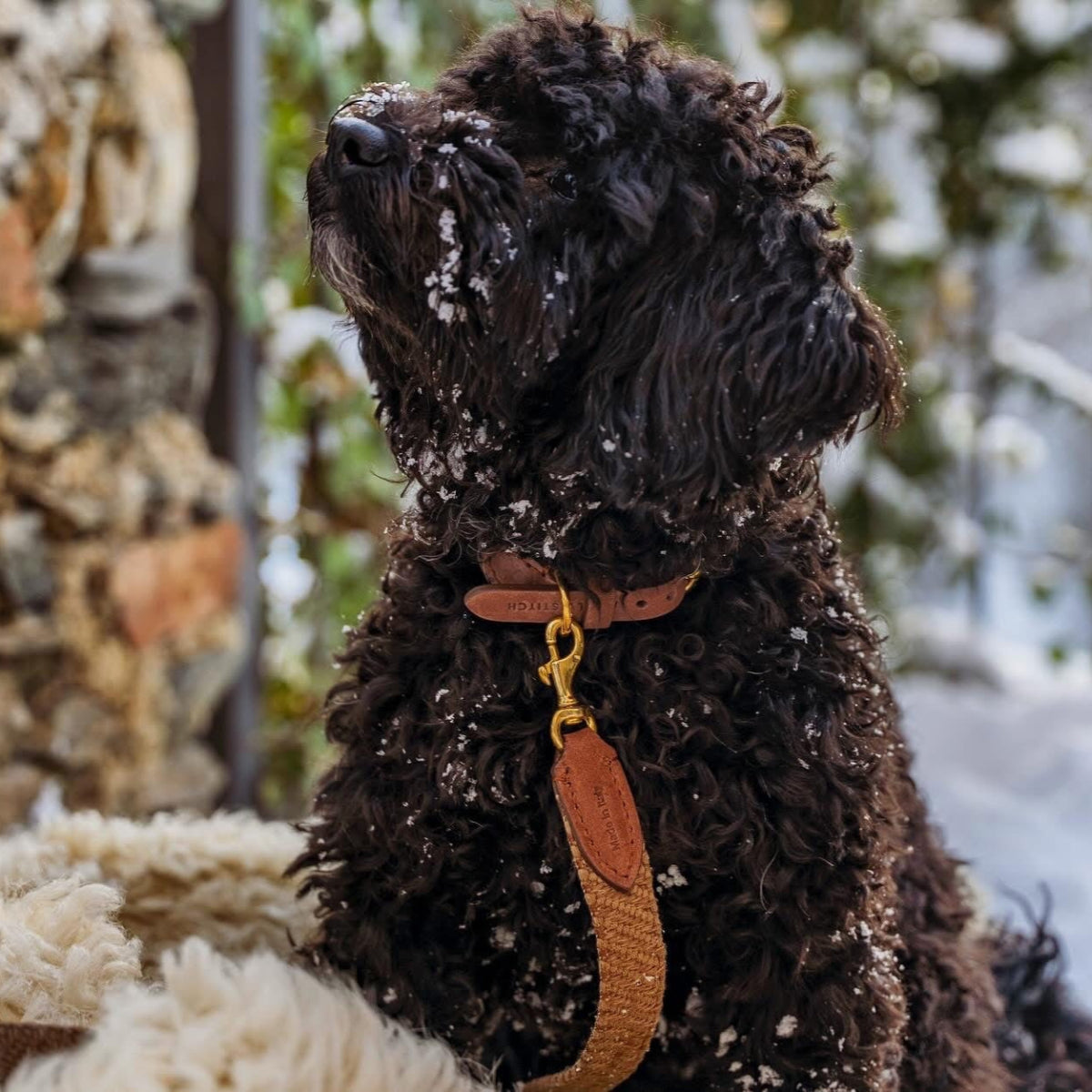 Laisse pour chien en coton - PATAGONIA - Kasibe