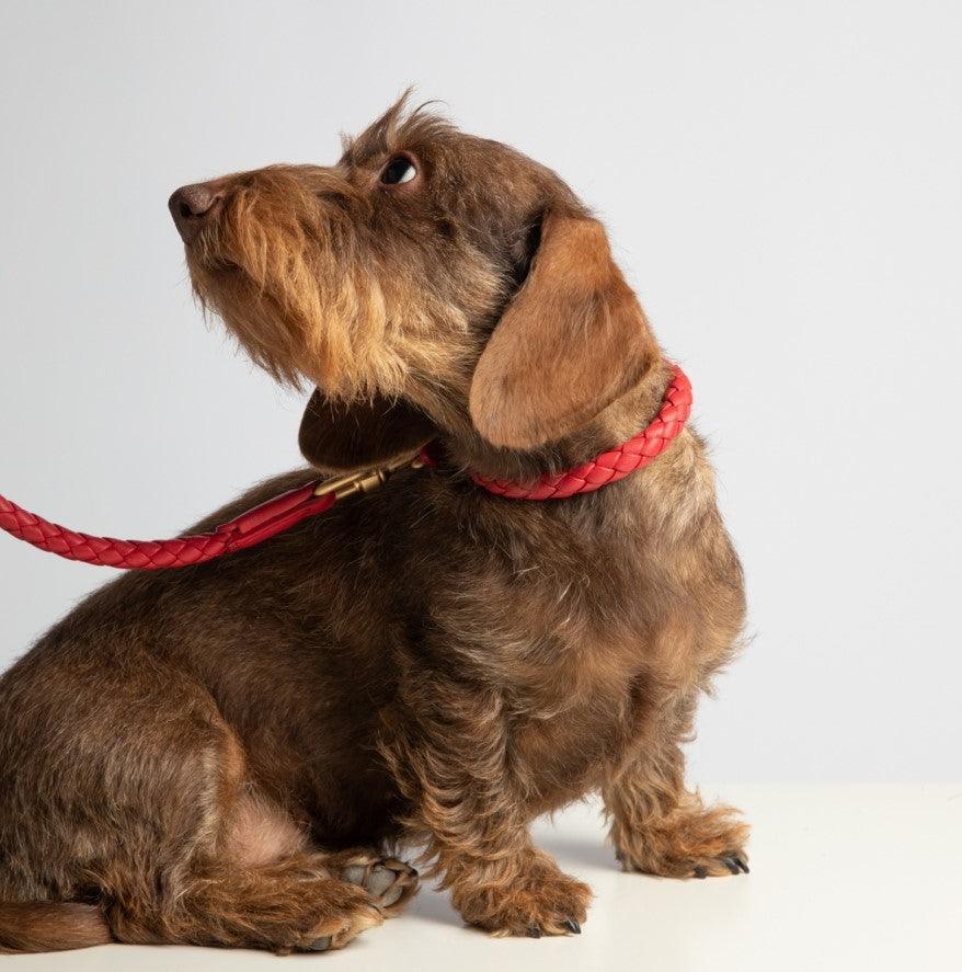 Laisse pour chien en cuir nappa - FERDINANDO - Kasibe