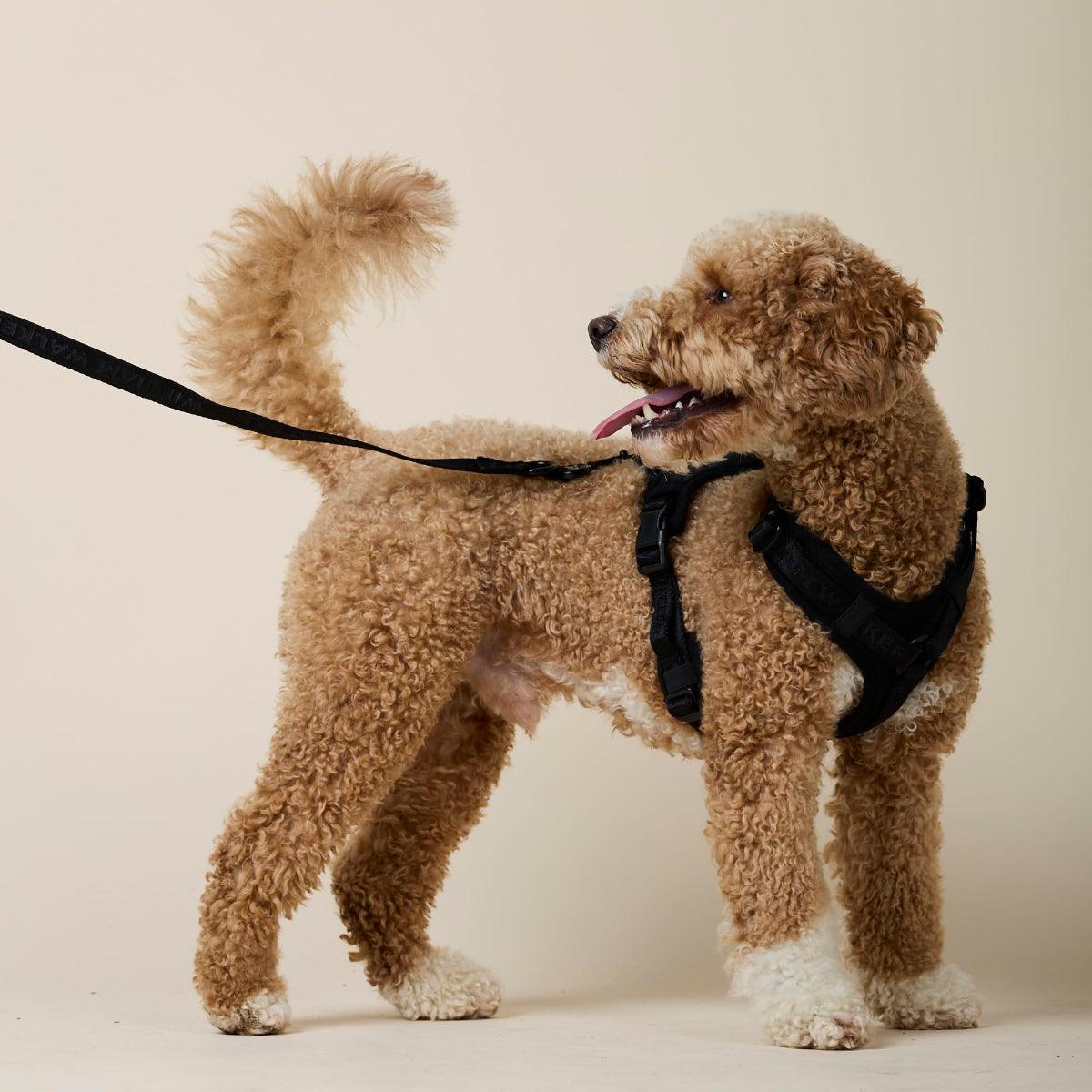 Laisse pour chien en nylon - APEX - Kasibe