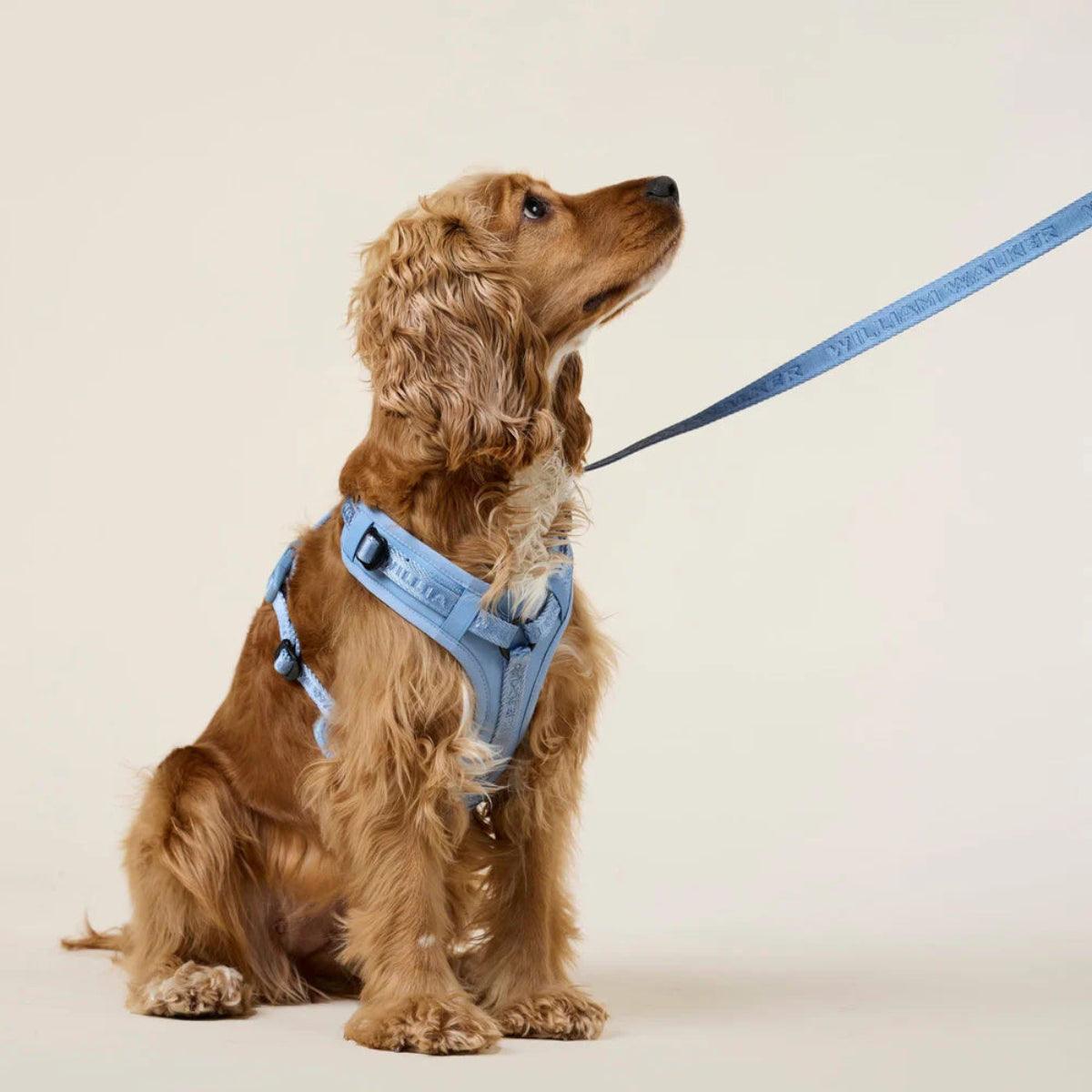 Laisse pour chien en nylon - APEX - Kasibe