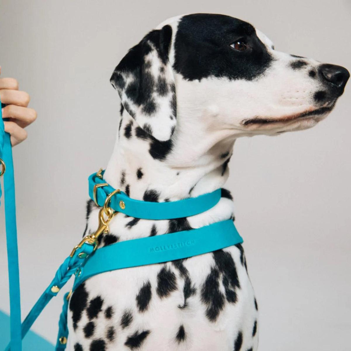 Laisse pour chien - FIDJI - Kasibe