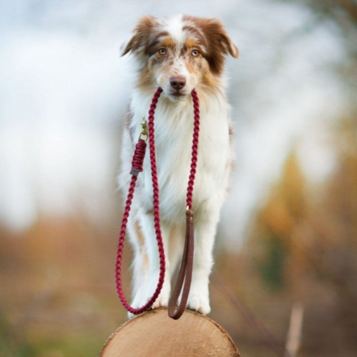 Laisse pour chien originale - TOUCH OF LEATHER - Kasibe
