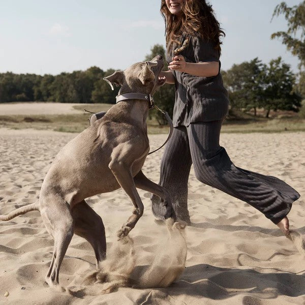 Laisse pour chien réglable - LUXE - Kasibe