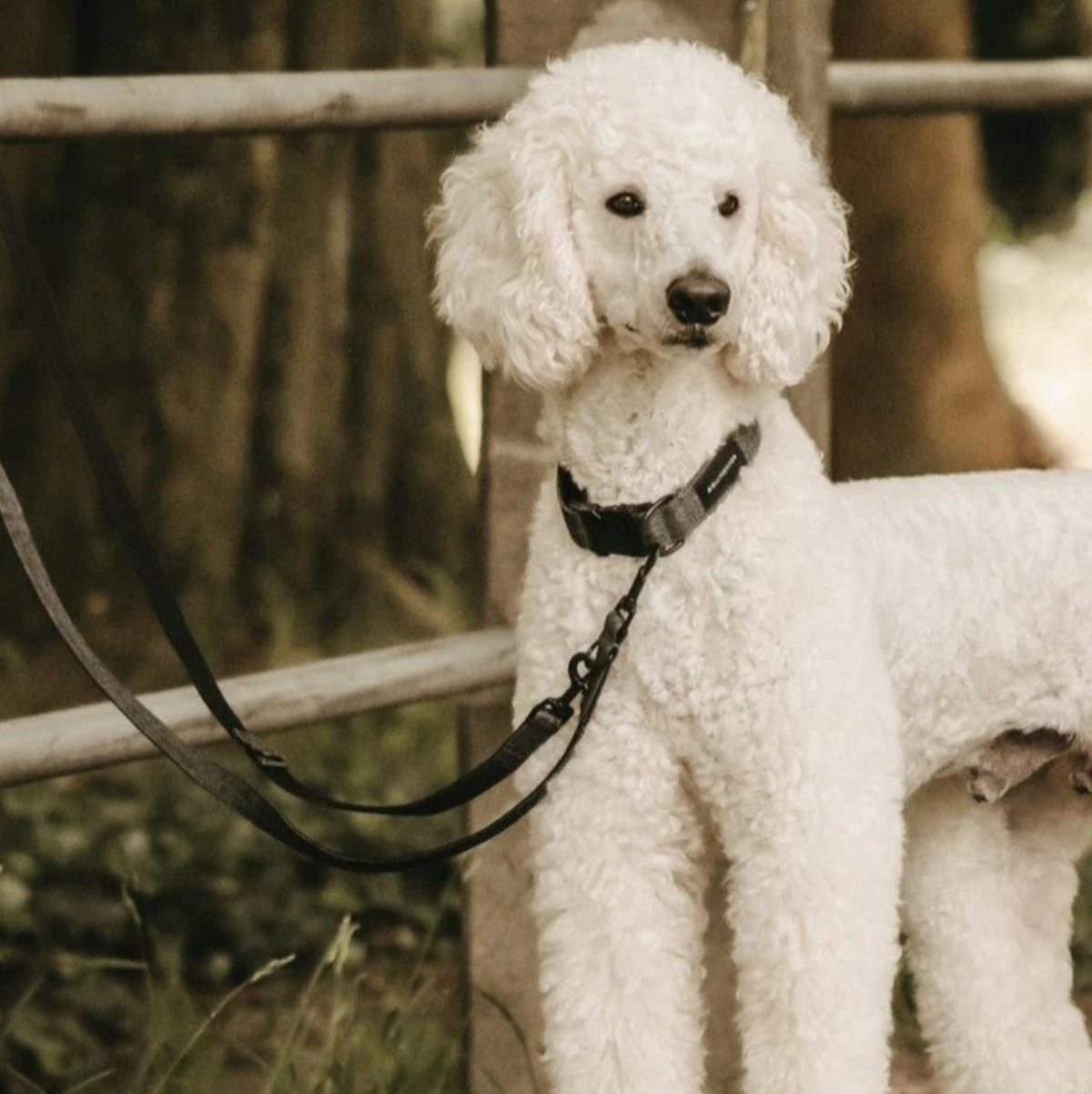 Laisse pour chien solide - SOFT ROCK - Kasibe