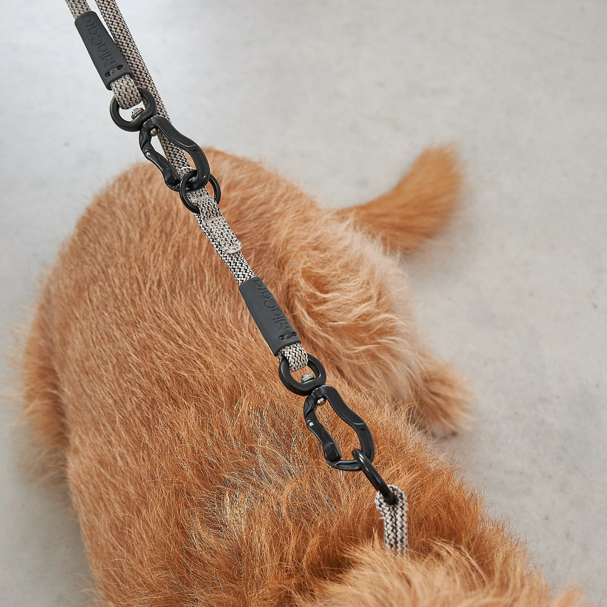 laisse réglable pour chien - kasibe
