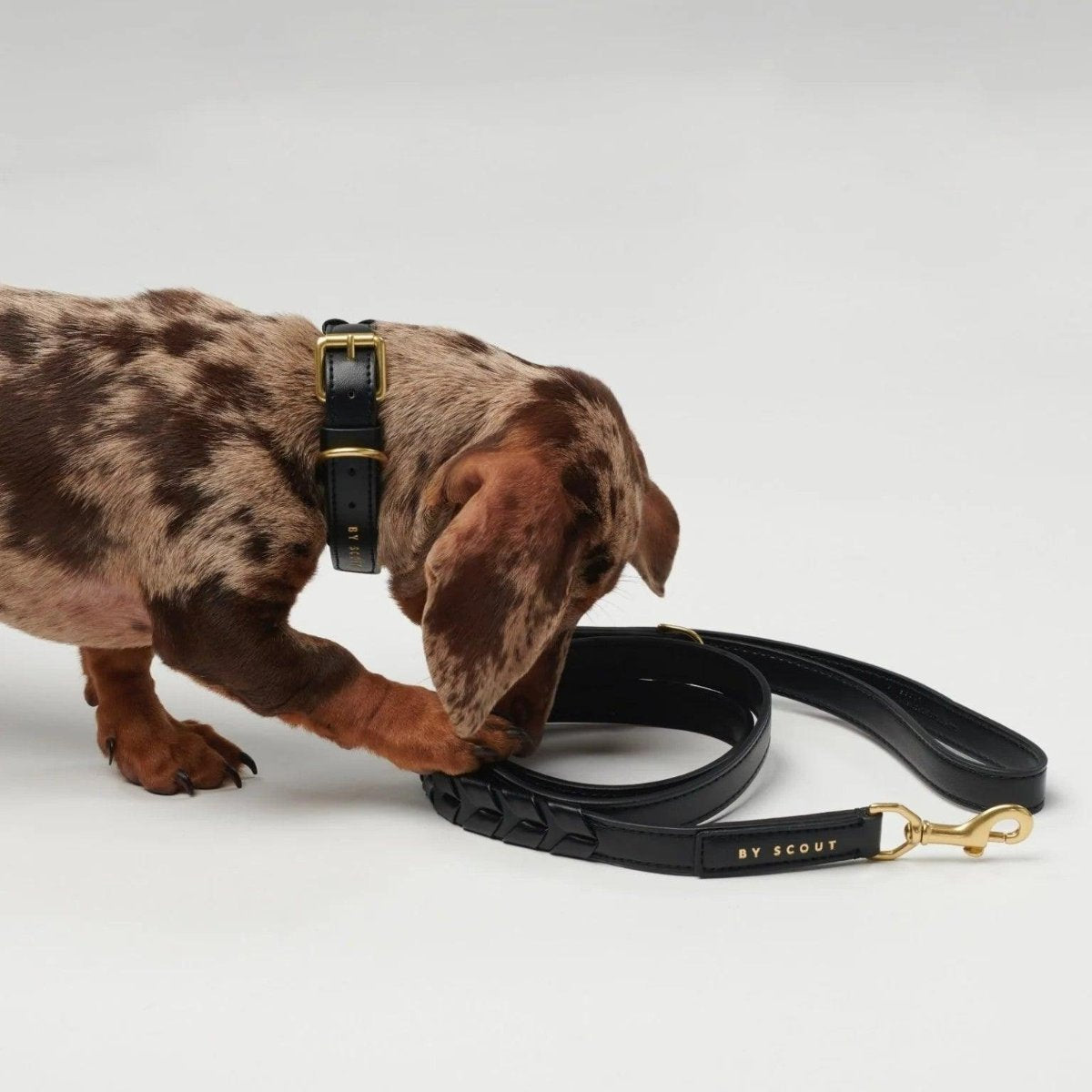 Laisse réglable pour chien ou fixe - MELA CAPISTA - Kasibe