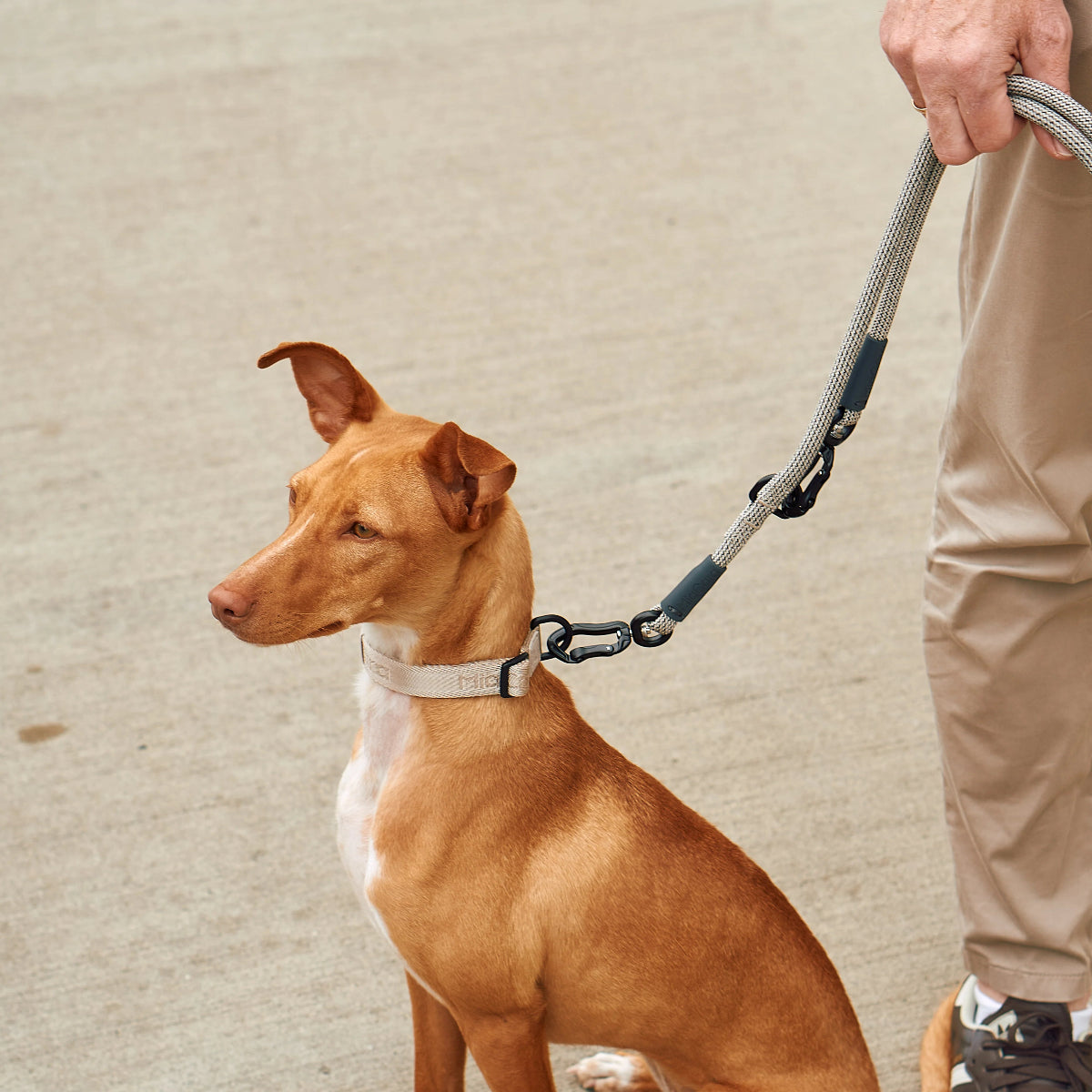 laisse réglable pour chien - kasibe