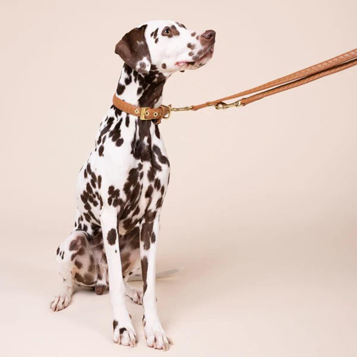 Laisse tressée en cuir pour chien - PRESTIGE - Kasibe