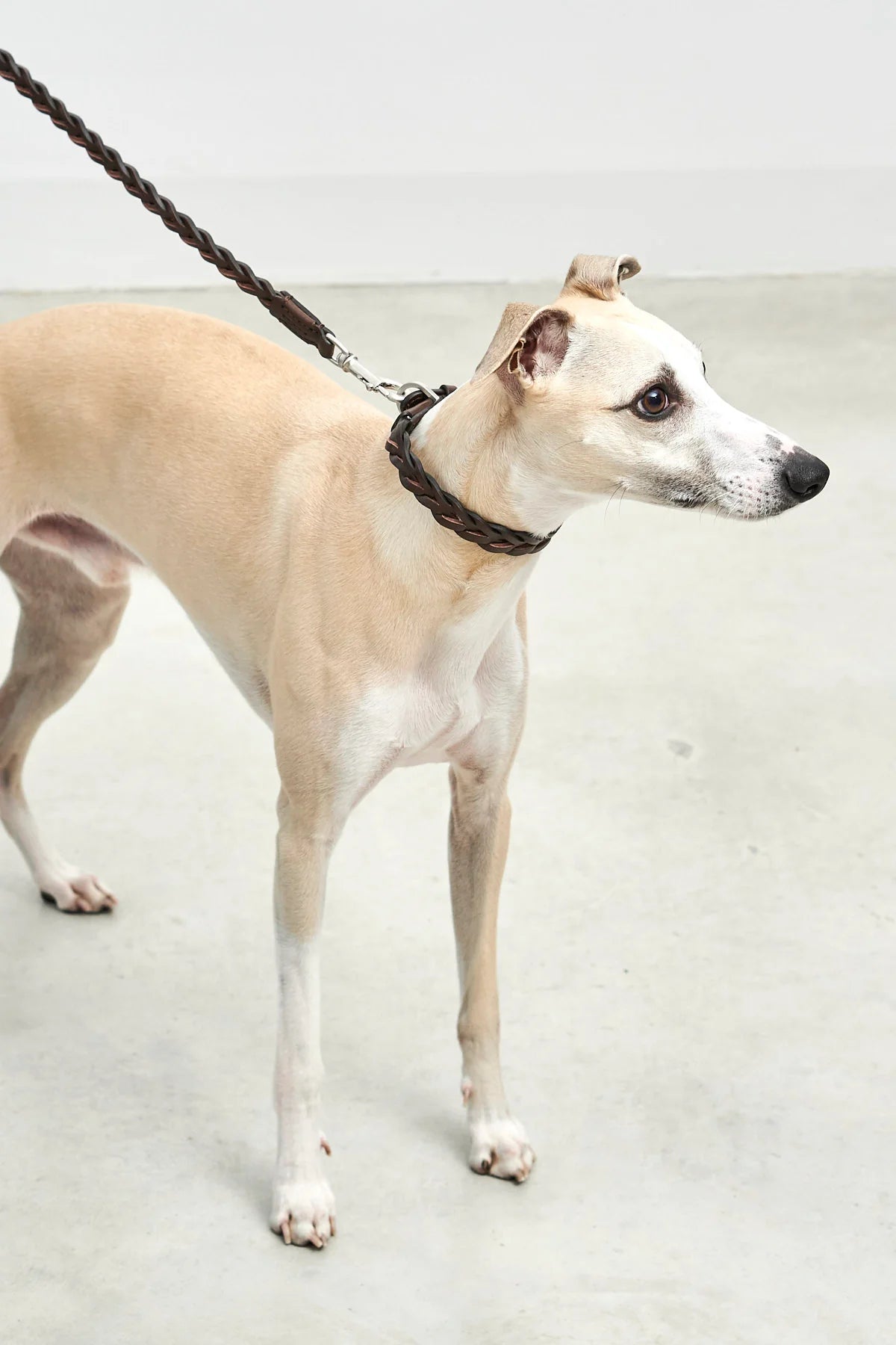 Laisse en cuir pour petit chien - Modèle BERGAMO CITY