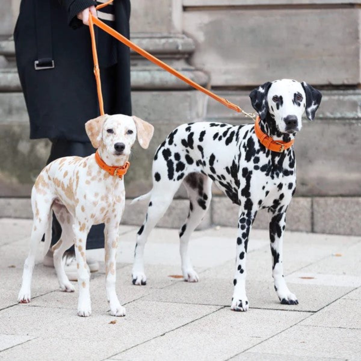 Laisses en cuir pour chien élégantes - PLAINE - Kasibe