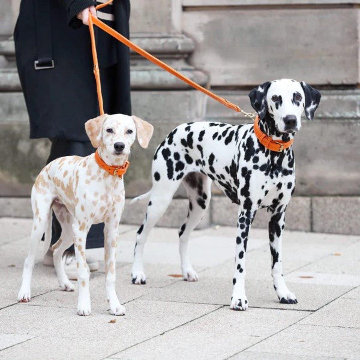 Laisses en cuir pour chien élégantes - PLAINE - Kasibe