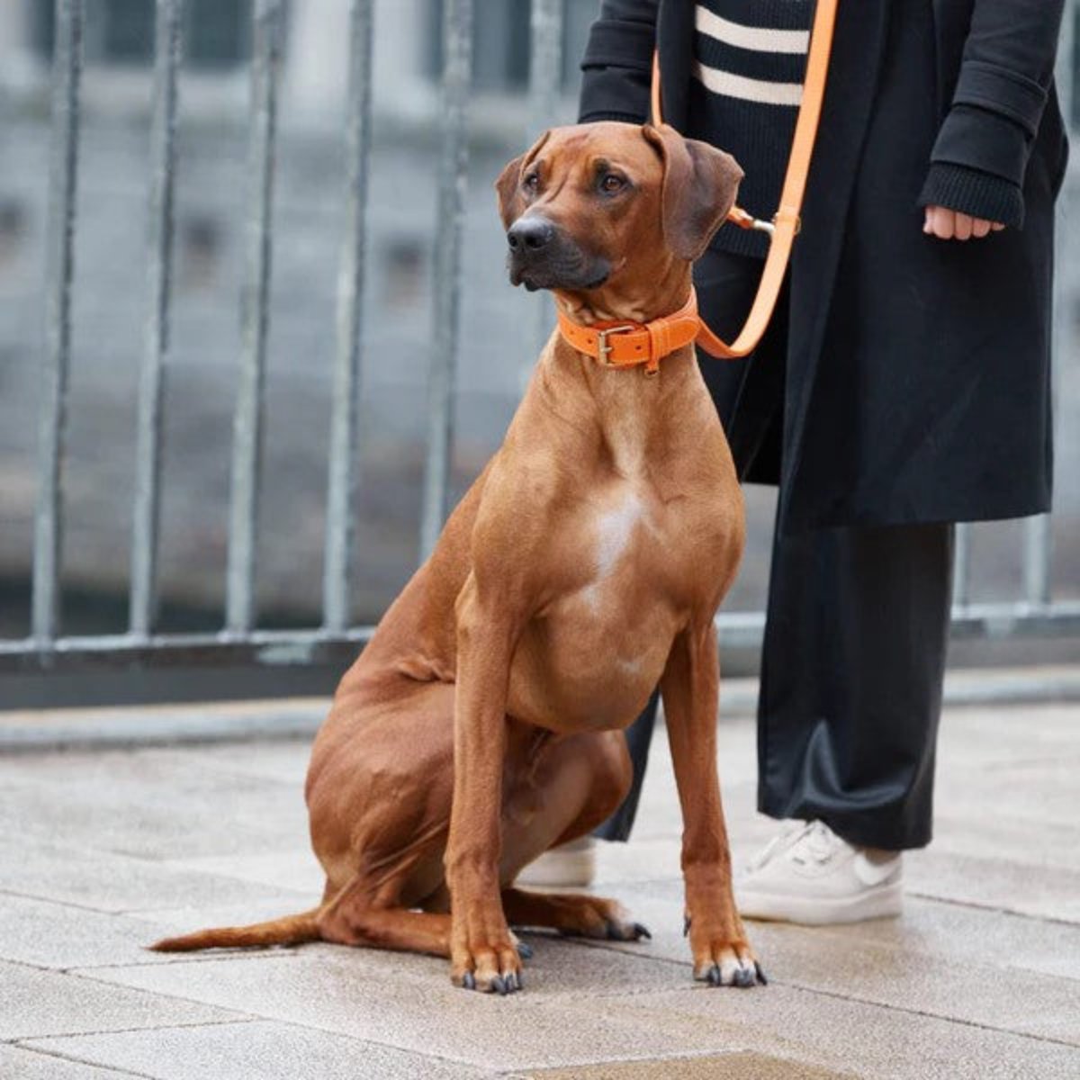 Laisses en cuir pour chien élégantes - PLAINE - Kasibe